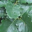 Quercus petraea feuille